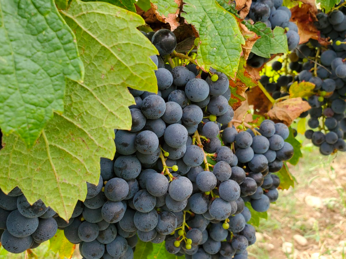Domaine de Longpré Vignoble. Il y a une grappe de raisin